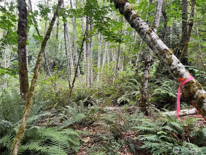 The property has been surveyed an the property lines marked.