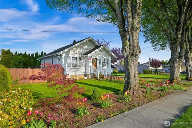 Spring view of the home with the tulips & cherry blossoms in bloom!