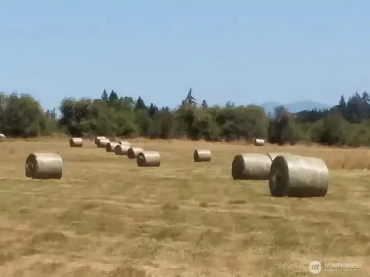 Hay Field