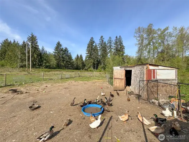 Duck pen, shed will be removed, before seller vacates property. Located behind the house.