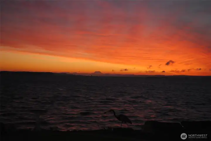 From the airport bayside you can enjoy early morning sunrises with Mount Rainier in the distance!