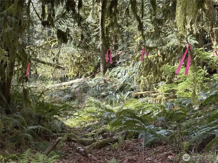 Trail is marked by pink ribbons that'll lead you to the road cut