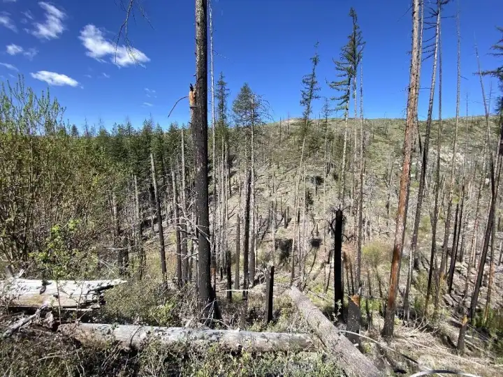 Back of property area