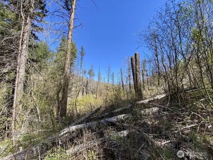 Near Creek Level, looking North