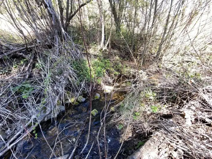 Little Loup Creek on property