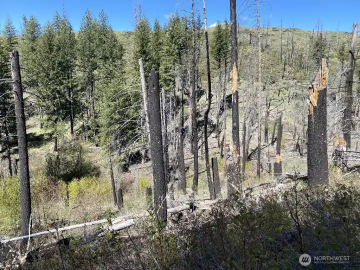 Western portion of property