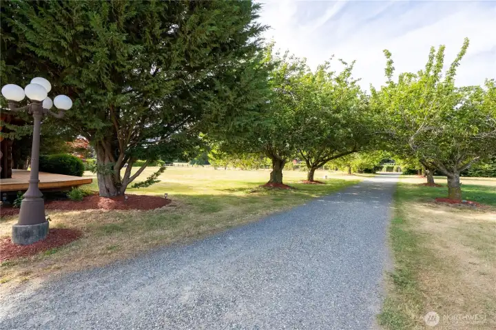 The driveway is lined with flowering ornamental cherry trees and off in the distance you can see the orchard featuring apple, cherry and multiple varities of pear trees