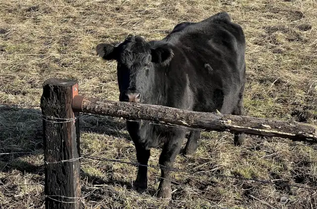 Meet Mabel, peacefully grazing in the pasture.