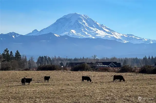 Mabel and her friends peacefully grazing the land, framed by a breathtaking view!