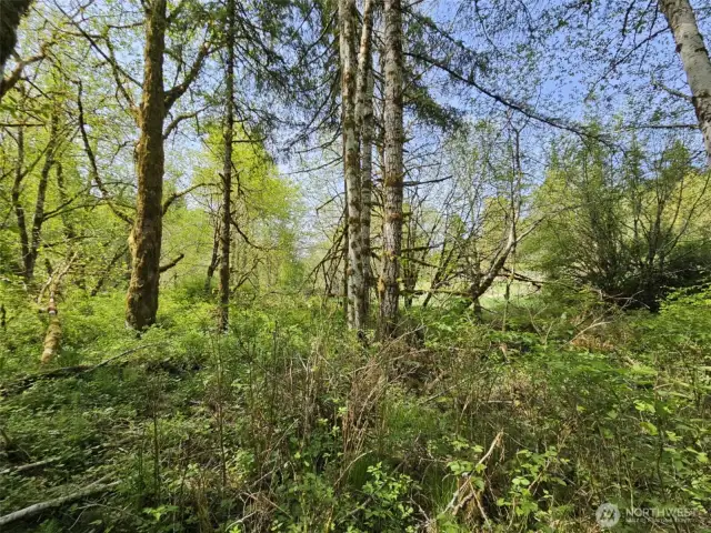 Trees limbed enough to walk around, yet keep your privacy.