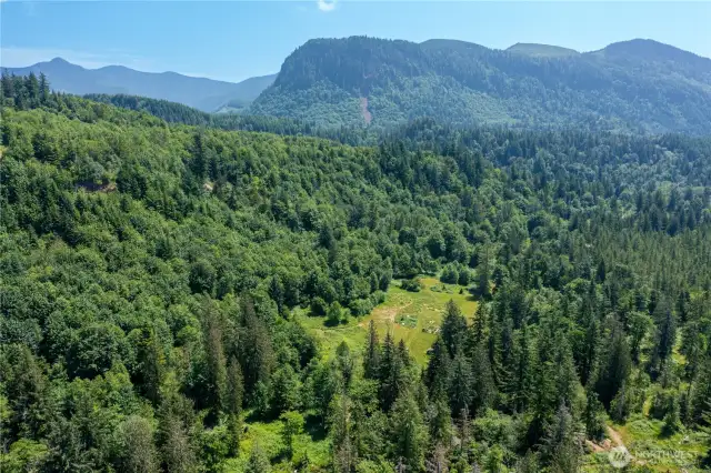 Meadow in the Foothills