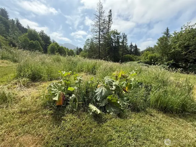 Rhubarb in 2nd garden area