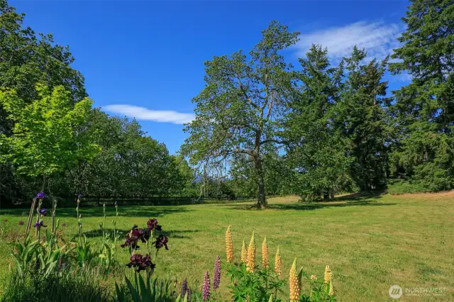 The second oldest Garry Oak tree in the meadow is approximately 160 years old and gorgeous.