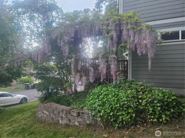 Mature landscape - flowering vine!