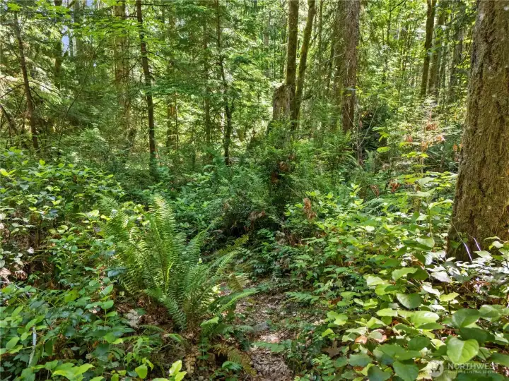 Greenbelt buffer