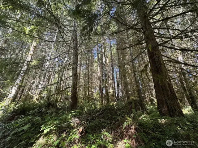 Marketable Timber