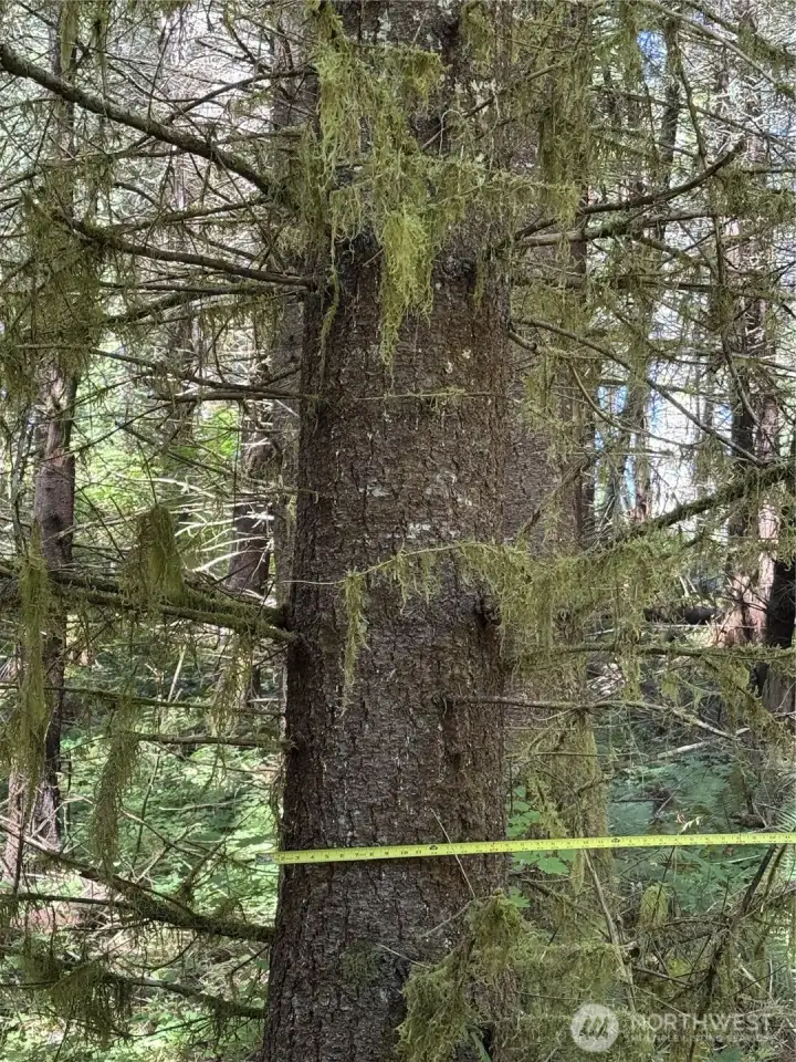 Representative of Timber size Lot 1