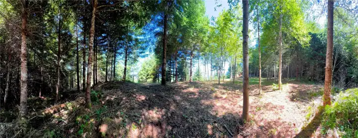 Cleared campsite Lot 1