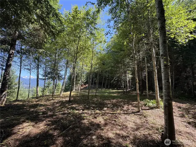 cleared site under the trees Lot 1