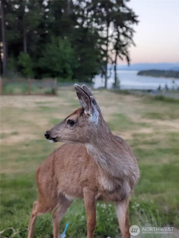 The wildlife are quite friendly.