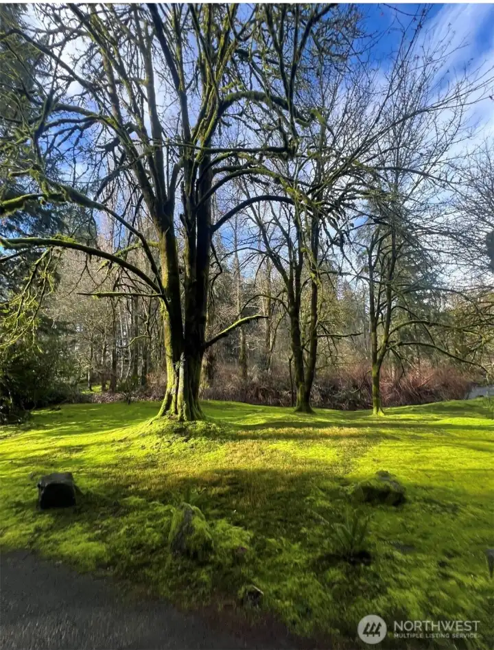 Mossy area next to the creek on the driveway.