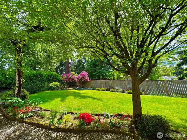 Fully fenced, vibrant backyard Fully fenced, vibrant backyard