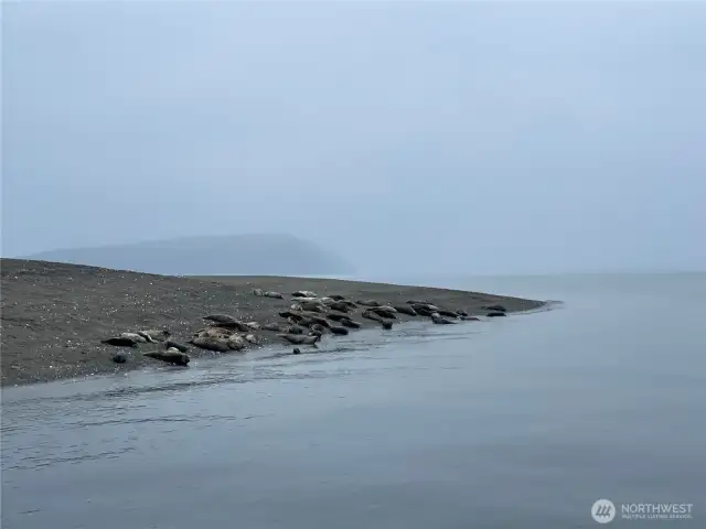 Wildlife up close