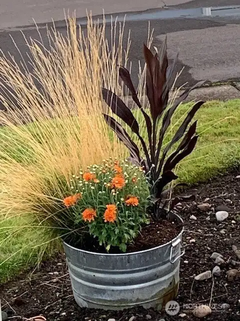 Front yard