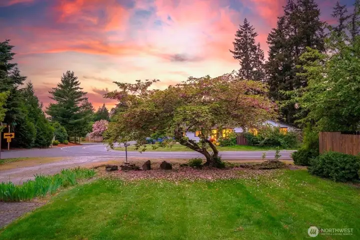 front yard cherry blossom tree