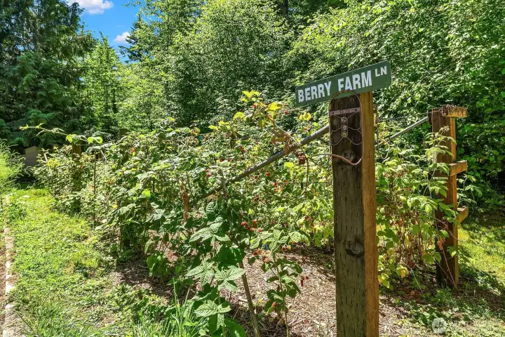 Apple Trees, Blueberry and Raspberry Bushes