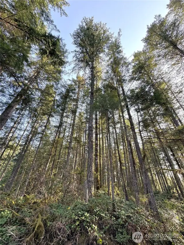 Tall evergreens are abundant and offer so much privacy.