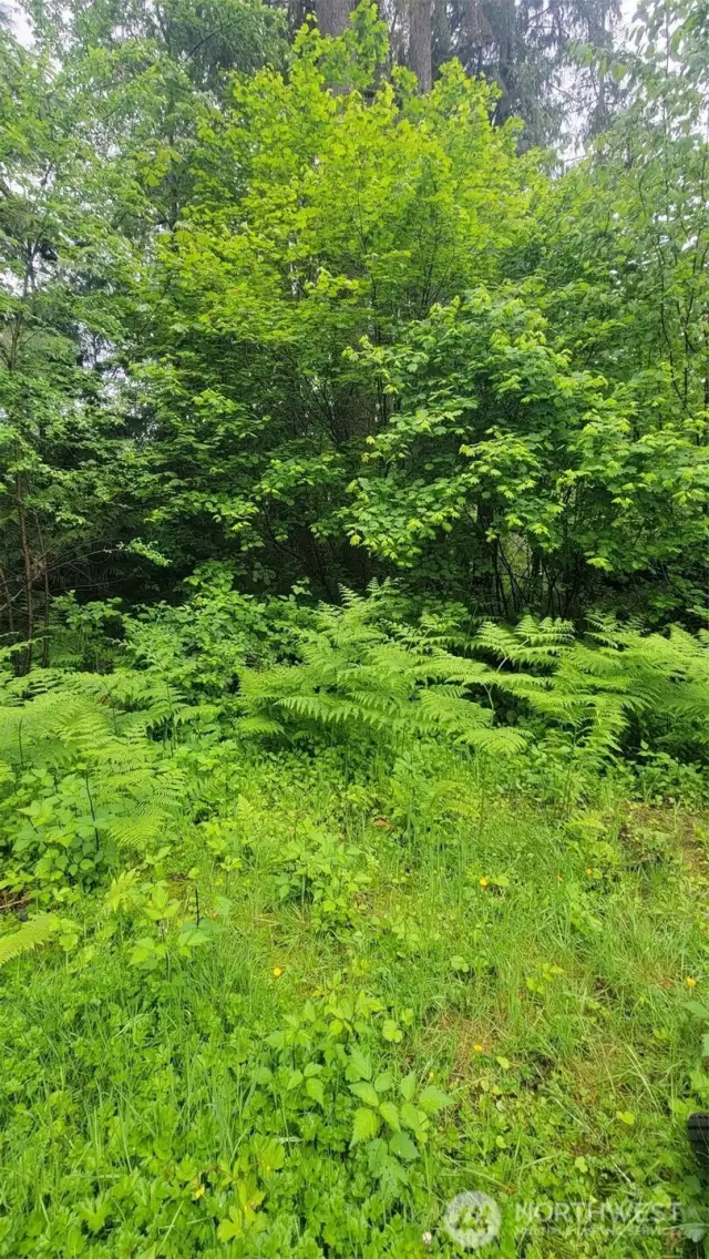 High Bank Riverfront through woods... great picnic spot!