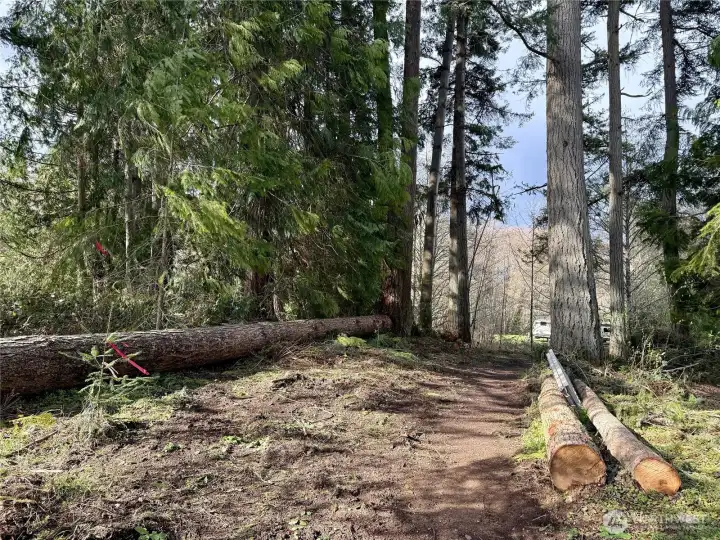 Plenty of firewood on property