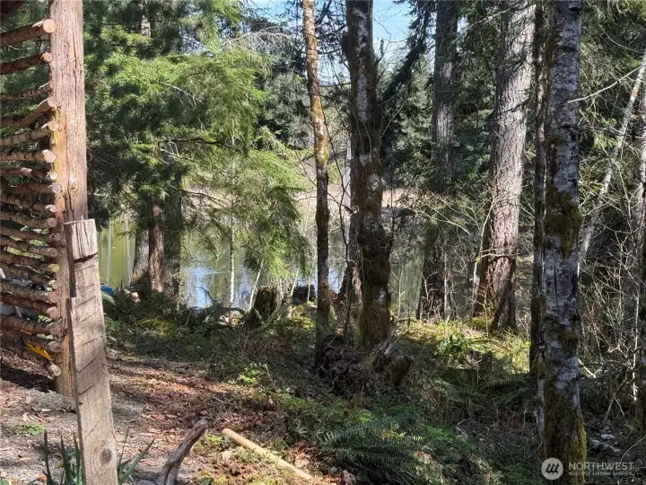 View of active beaver pond.