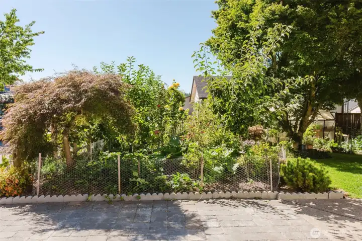 Amazing use of yard space.  Grapes, apples, roses!