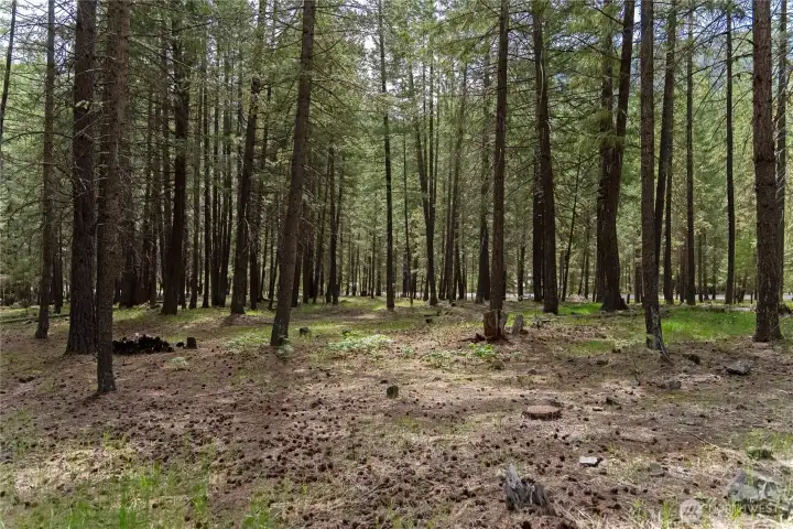 Evergreen trees offer seclusion and privacy.