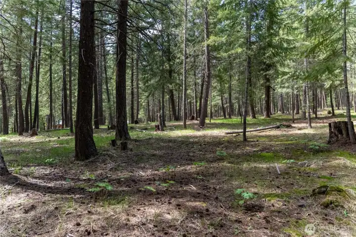 Native vegetation throughout the property, which abuts the Okanogan Natural Forest for a seamless transition into the wild.