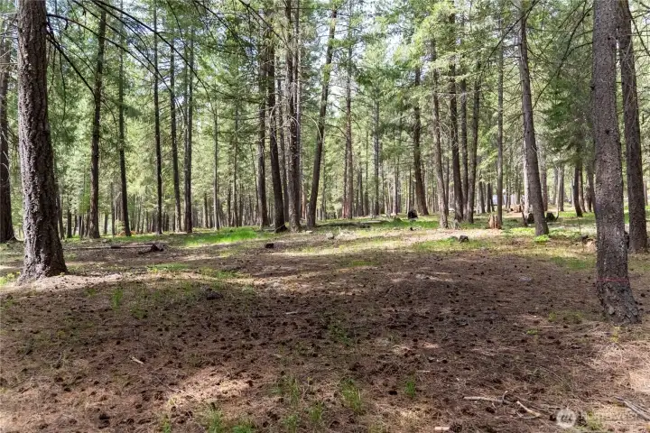 Sunlight through the trees.  With some intentional thinning, you could create a lovely forested retreat!