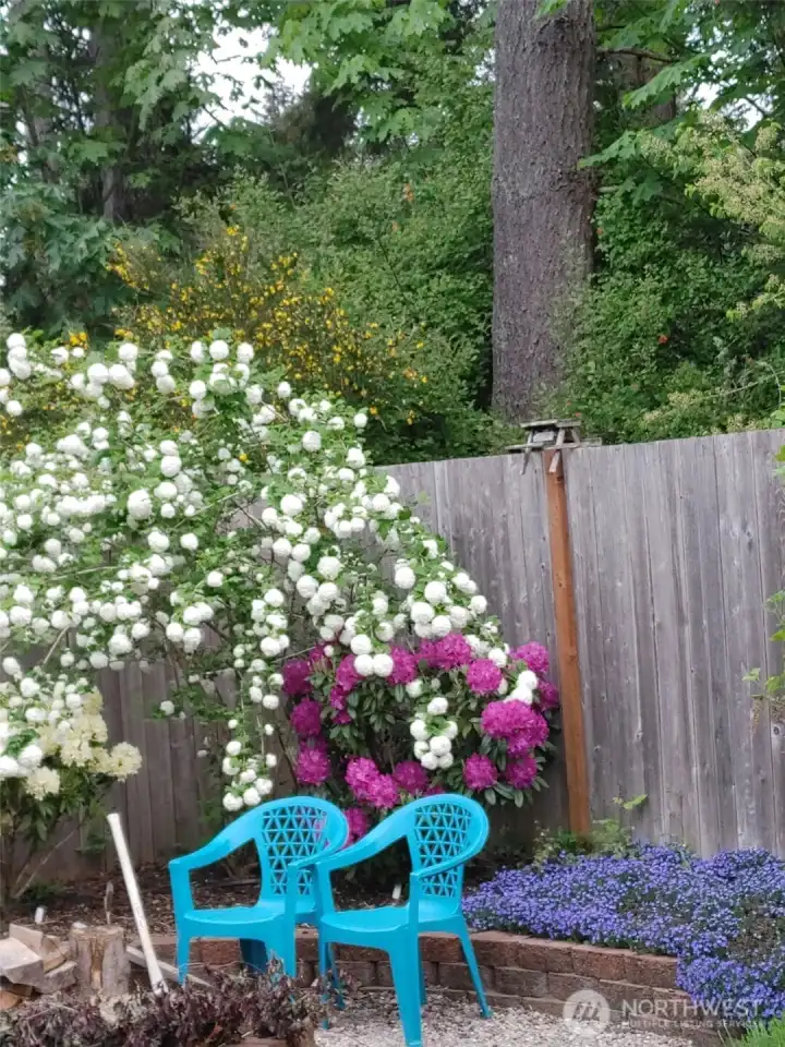 Summer plants in bloom in backyard