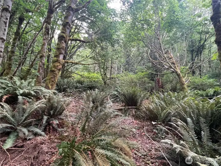Large maple trees create an enchanted forest home setting.
