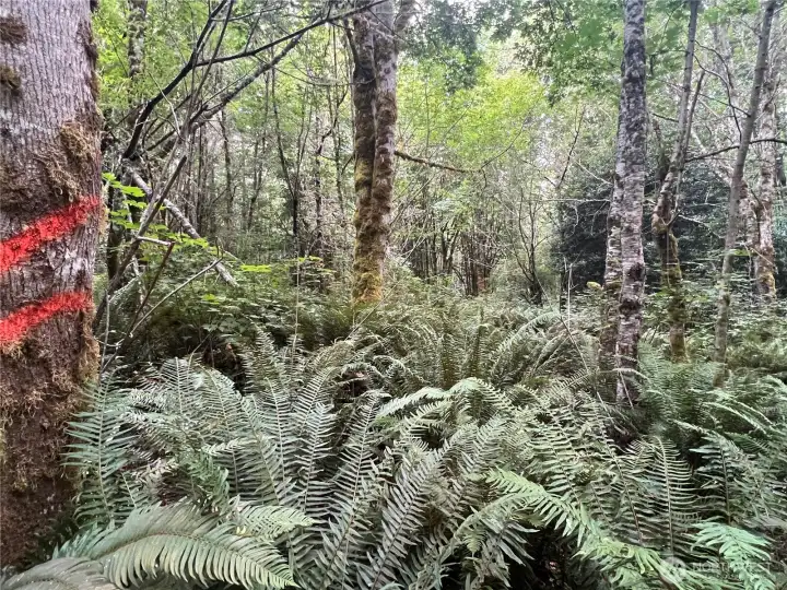 Beautiful forest for future homesite