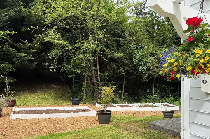 Sunny side yard garden area.