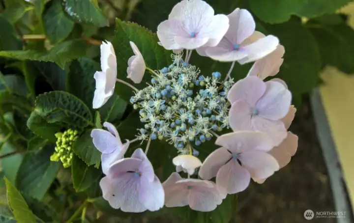 Look at how cool this flower is!! Look at how cool this flower is!!