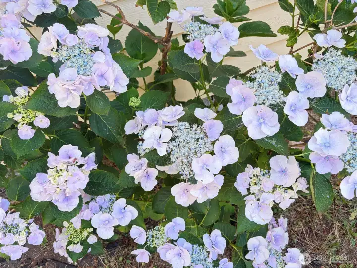 Don’t miss the extra special hydrangea bush! Don’t miss the extra special hydrangea bush!