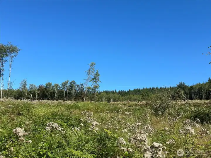 Gorgeous location ready to build your dream home!