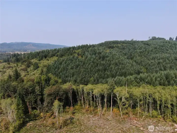 Aerial view looking NW. The creek is found in the wooded area at the back of the property.