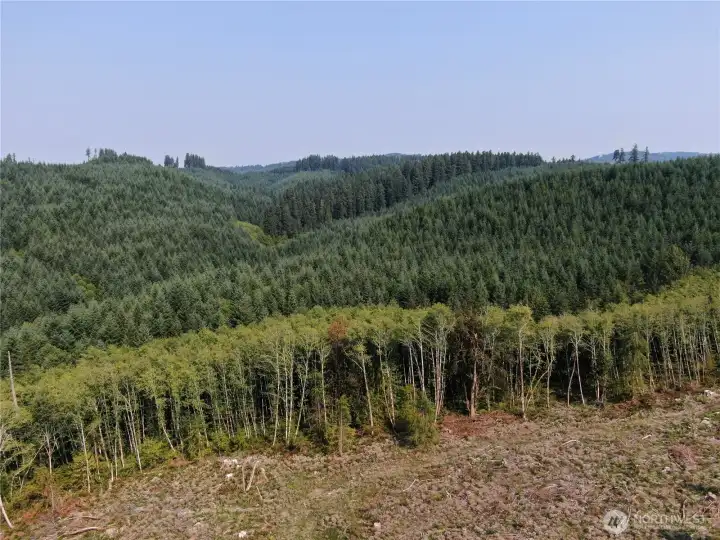 Aerial view looking N/NE. These rolling hills connect to Capitol State Forest.
