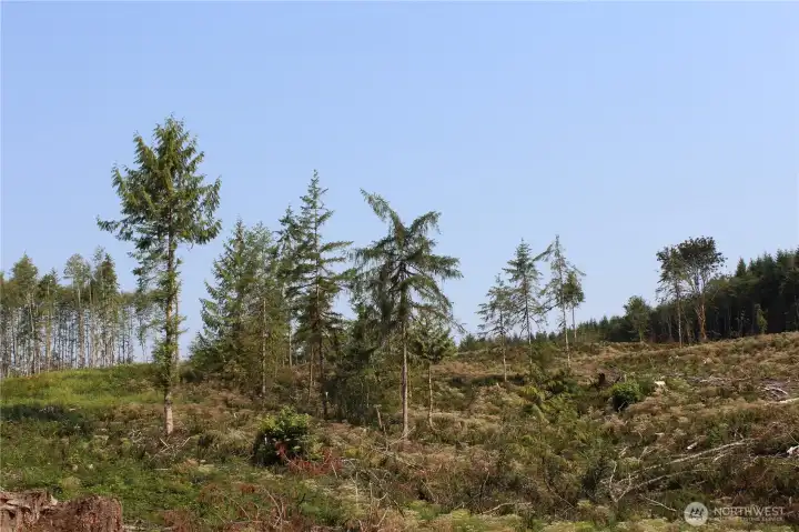 Just the right mix of trees and clearing to give your new home the perfect rural setting.