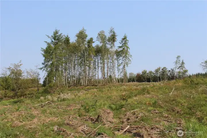 More than enough room here for anything you can imagine! Build a barn and pastures, maybe an ADU, whatever suits your needs.