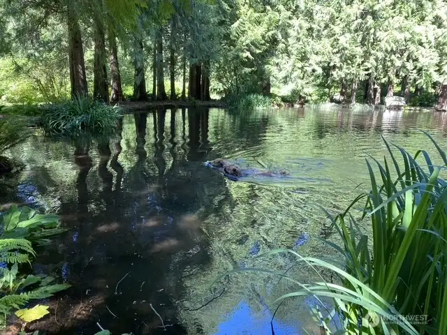 Two dogs playing on a hot summer day -- notice the clarity of the water.
